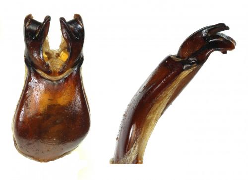 Réf. 212 769 : Oxythyrea guttifera